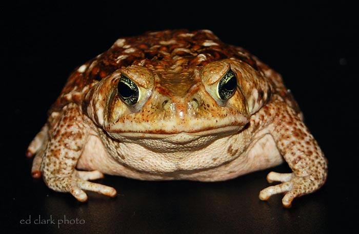 Bufo marinus (Rhinella marina)  Cane Toad16.jpg